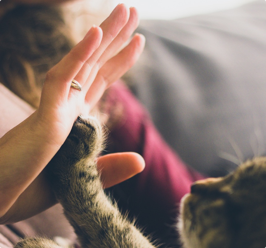 Our Kiwi House Sitters Can Explore New Zealand